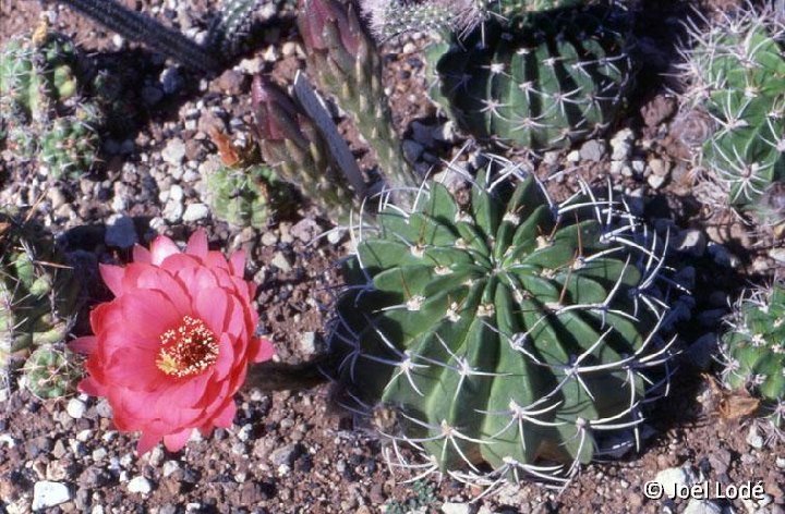 Lobivia obrepanda calliantholilacina ex Echinopsis ©JL